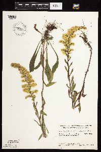 Solidago nemoralis subsp. nemoralis image