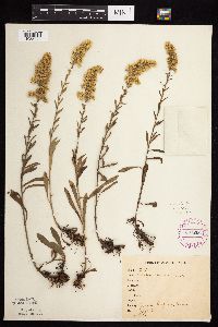 Solidago nemoralis subsp. nemoralis image