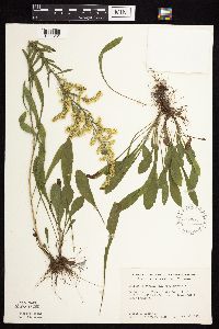 Solidago nemoralis subsp. nemoralis image