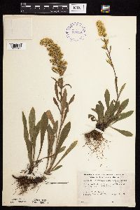 Solidago nemoralis subsp. nemoralis image