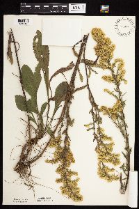 Solidago nemoralis subsp. nemoralis image