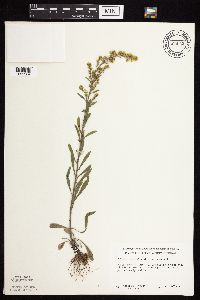 Solidago nemoralis subsp. nemoralis image