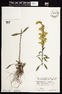 Solidago nemoralis image