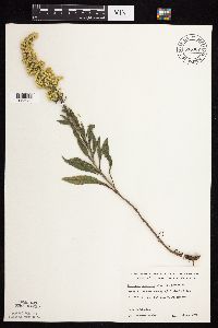 Solidago nemoralis subsp. nemoralis image