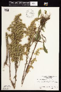 Solidago nemoralis subsp. nemoralis image