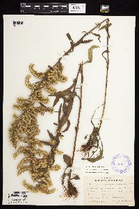 Solidago nemoralis subsp. nemoralis image