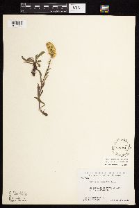 Solidago nemoralis image