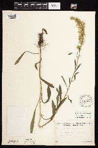 Media resource of Solidago nemoralis