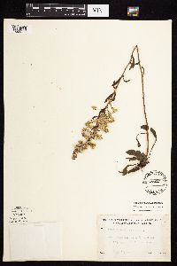 Solidago nemoralis subsp. nemoralis image