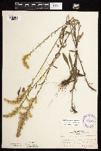 Solidago nemoralis image