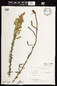 Solidago nemoralis image