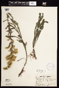 Solidago nemoralis image