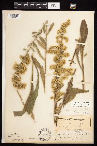 Solidago nemoralis subsp. nemoralis image