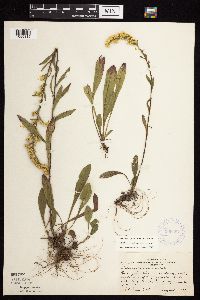 Solidago nemoralis image