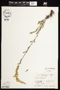 Solidago nemoralis image