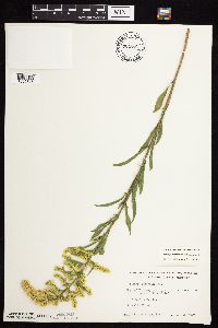 Solidago nemoralis subsp. nemoralis image