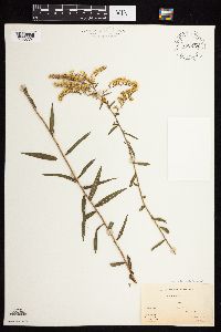 Solidago odora image