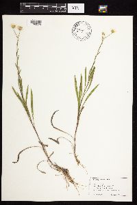 Solidago ptarmicoides image