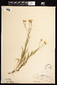 Solidago ptarmicoides image