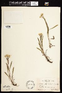 Solidago ptarmicoides image