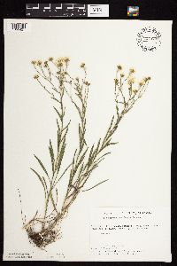 Solidago ptarmicoides image