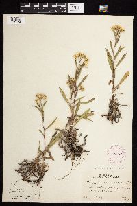 Solidago ptarmicoides image