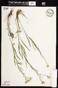 Solidago ptarmicoides image