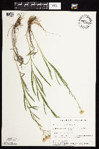 Solidago ptarmicoides image