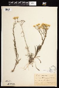 Solidago ptarmicoides image