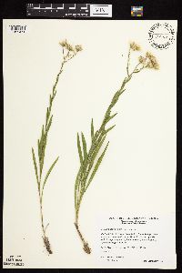Solidago ptarmicoides image