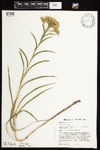 Solidago riddellii image