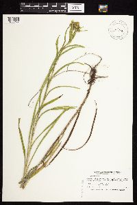 Solidago riddellii image