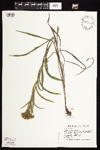 Solidago riddellii image