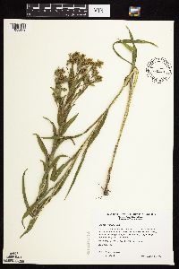 Solidago riddellii image