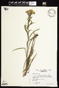 Solidago riddellii image