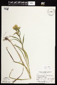 Solidago riddellii image