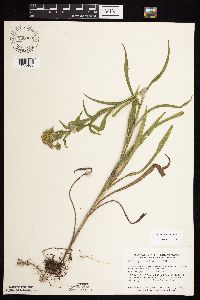 Solidago riddellii image