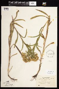 Solidago riddellii image