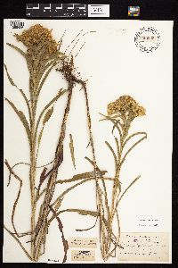 Solidago riddellii image