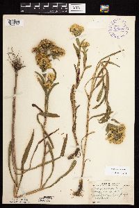Solidago riddellii image