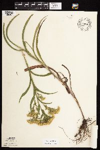 Solidago riddellii image