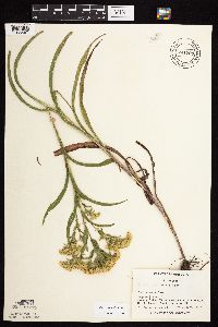 Solidago riddellii image