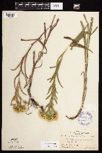 Solidago riddellii image