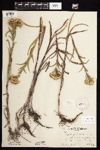 Solidago riddellii image