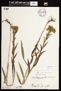 Solidago riddellii image