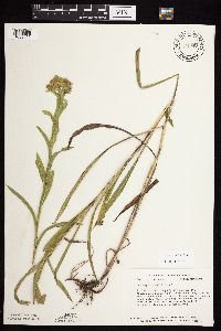Solidago riddellii image
