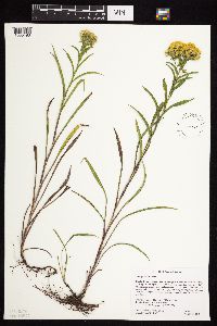 Solidago riddellii image