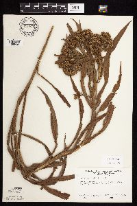 Solidago riddellii image