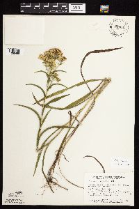 Solidago riddellii image