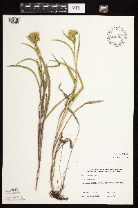 Solidago riddellii image